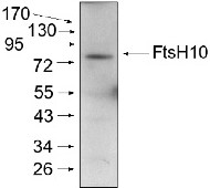FtsH10 | ATP-dependent zinc metalloprotease FtsH10 (mitochondrial) in the group Antibodies Plant/Algal  / Mitochondria | Respiration at Agrisera AB (Antibodies for research) (AS07 251)